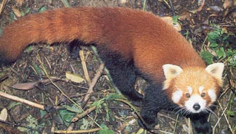 Red Panda
