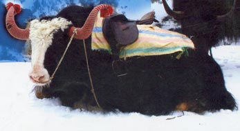 Yak